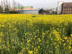 전주대학교 교수연구동 뒤 유채꽃 밭 사진